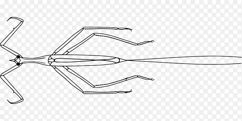 �쾰���ˮЫ�Ӽ���������Rranatra Linearis BrownˮЫ�Ӽ�����-������