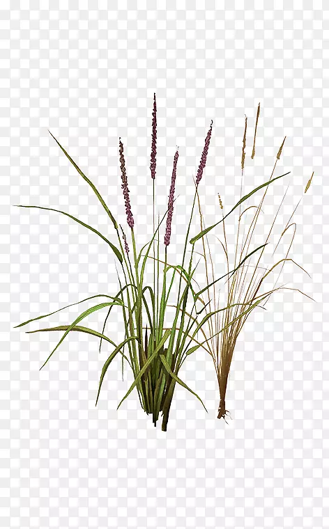 ��ݡ�����ݡ�«έ��ֲ�ﾥ-ֲ��-������