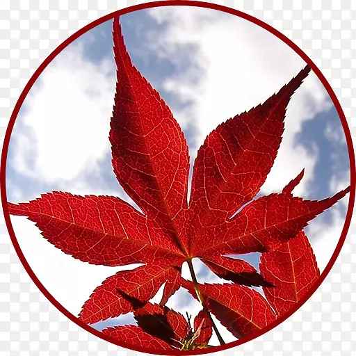 ��Ҷ���ֽ�����ֽandroid shivaĦ������������-������