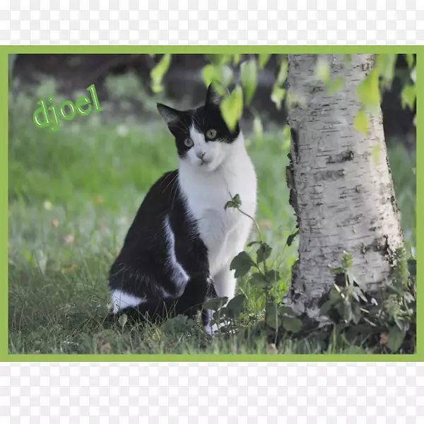 ����è����β��Ұ������-è-������