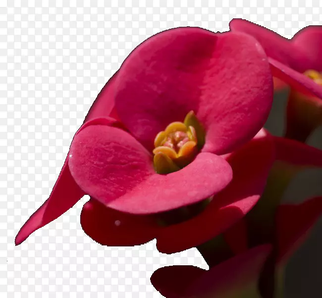 ���ݴ̻����廭-ֲ��-������