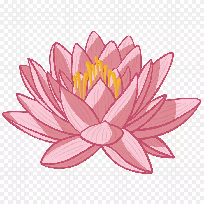 Nelumbo nucifera��ֲͨ�ﻨ��-������