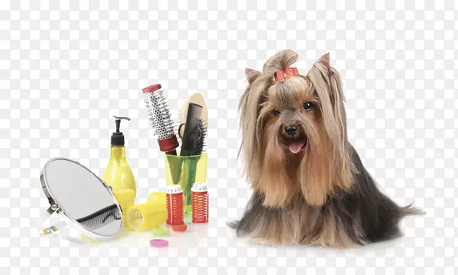 ���￴������������ʿ����Ȯ������ţȮԼ�˿���Ȯ-������