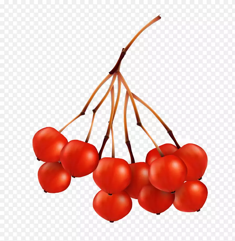 �����Ҷ-��ɫ��Ҷ����������-������