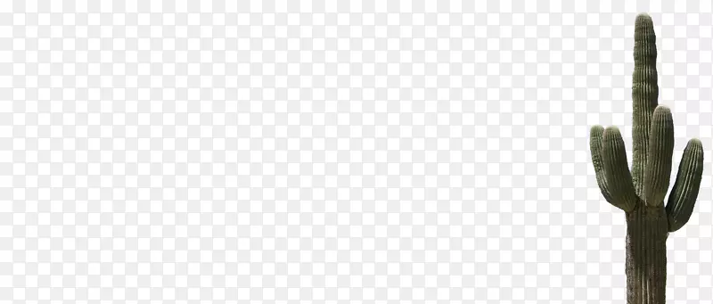 ֲ�ﾥ��ɫ�ɲ���ɸ-������