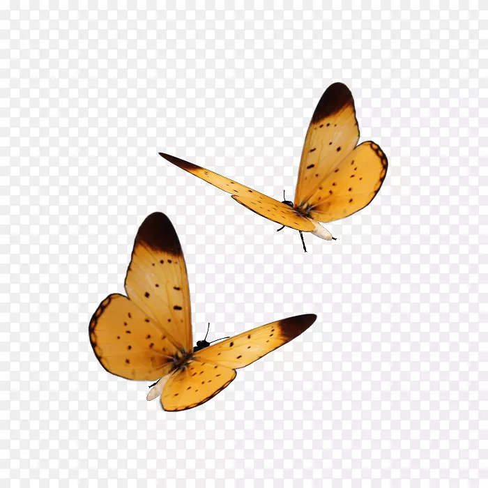 ��ʷ�ɶ���ҳ-�������-������