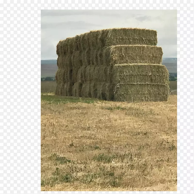 ���õ��ݸɲ�-������