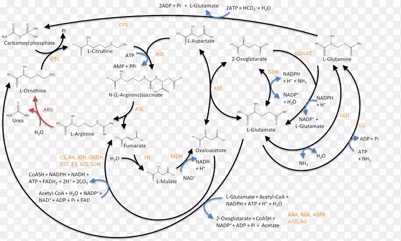 ���ᡢ�Ȱ��������Ȱ��ᡢ�����ᡢ�춬����-������