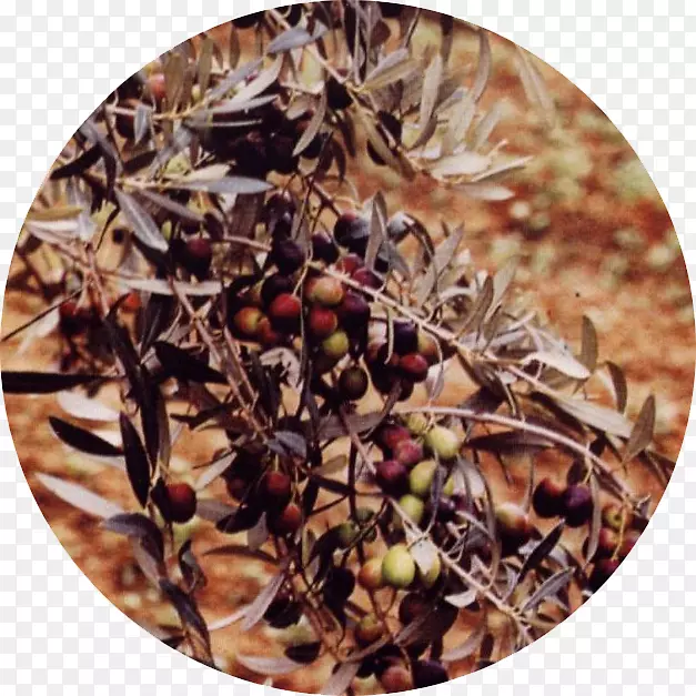 ʳƷ�䷽-vemto-������