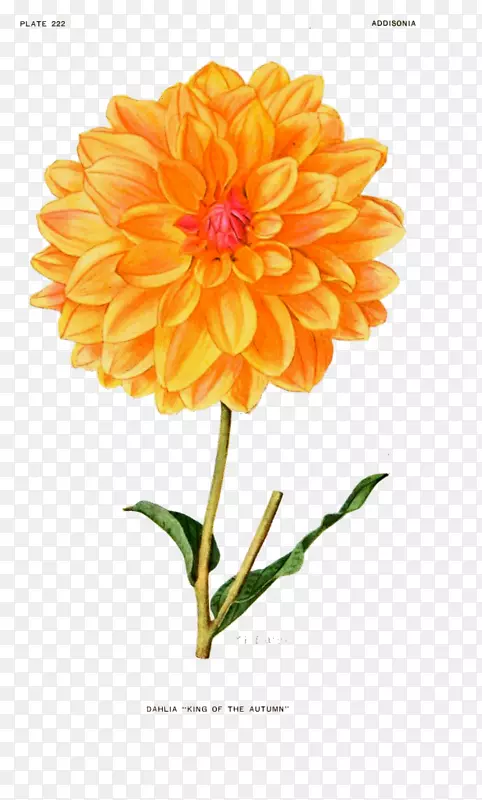 ֲ��ѧ��ͼֲ�ﻨ�žɷ�װ��������-������