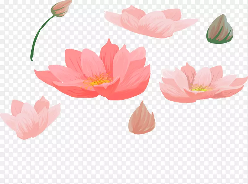 nelumbo nucifera������ļ�-Lotus��-������