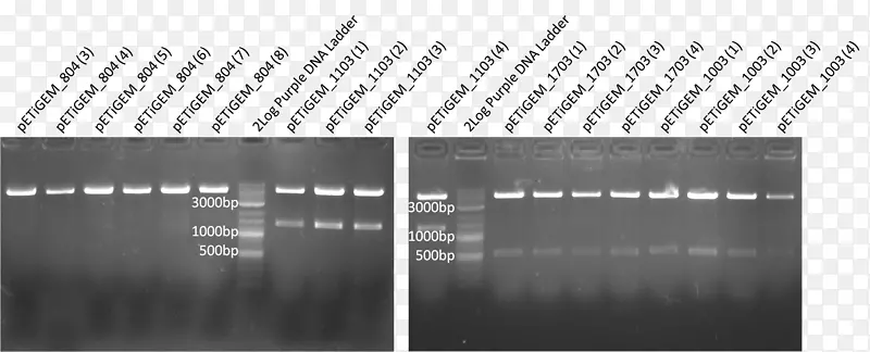 �����ֽǰ�ɫ�����-������