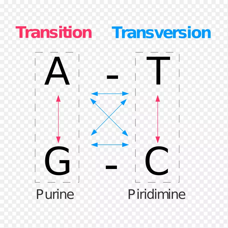 ��ͻ��ת���Ŵ�-������