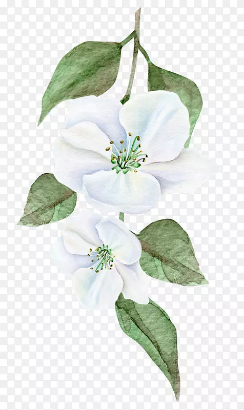 ˮ�ʻ���ͼ-��Ҷ-������