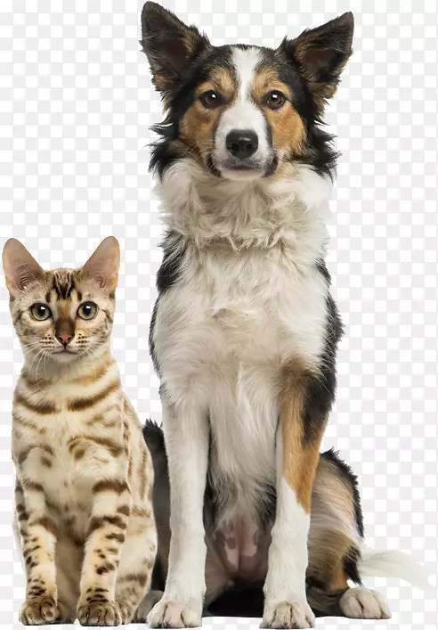 ��è������ҽ����ũ����è-������