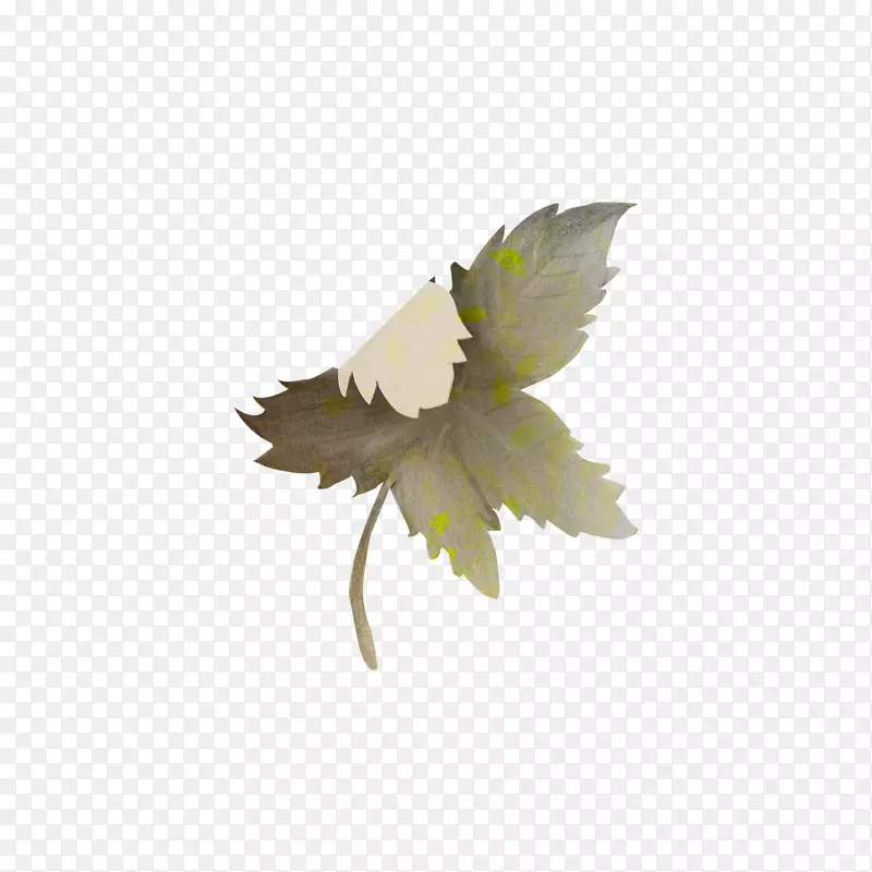 ����Ҷֲ�ﾥ����ֲ��-Ҷ-������