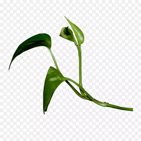 ����ico googleͼƬͼ��-������Ҷ-������