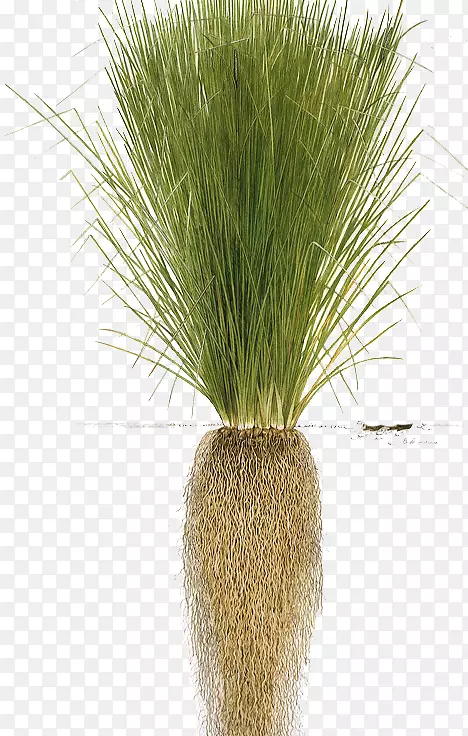 ����ݾ���ֲ��-����-������