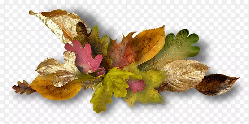 �����ռǻ��궯��-������