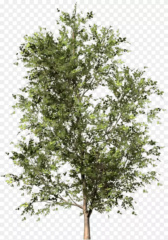 Sz��lka��֦��������-������