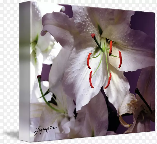 ������ƻ������-������