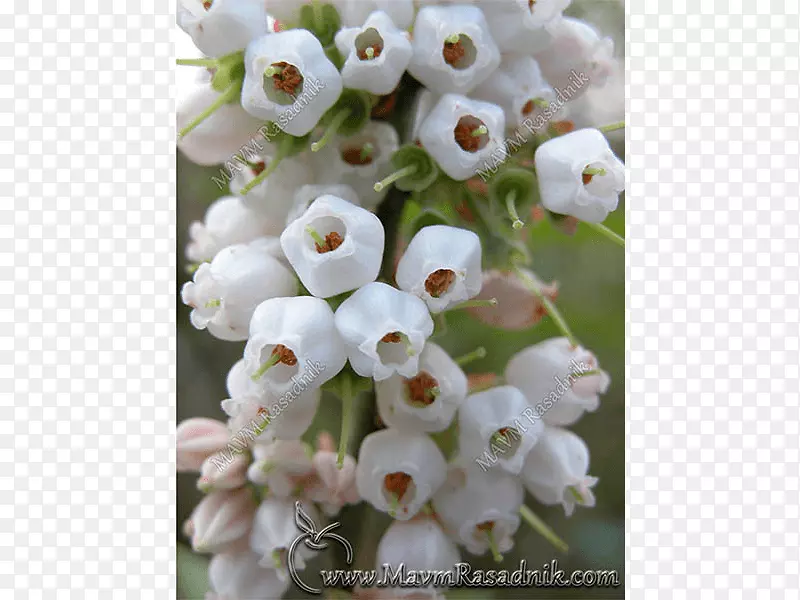 ŷ����ݮԽ�ٻ�-������