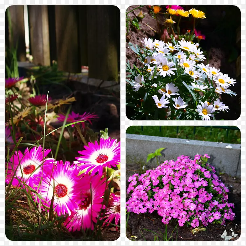 ������ƻ���Ұ�����-������