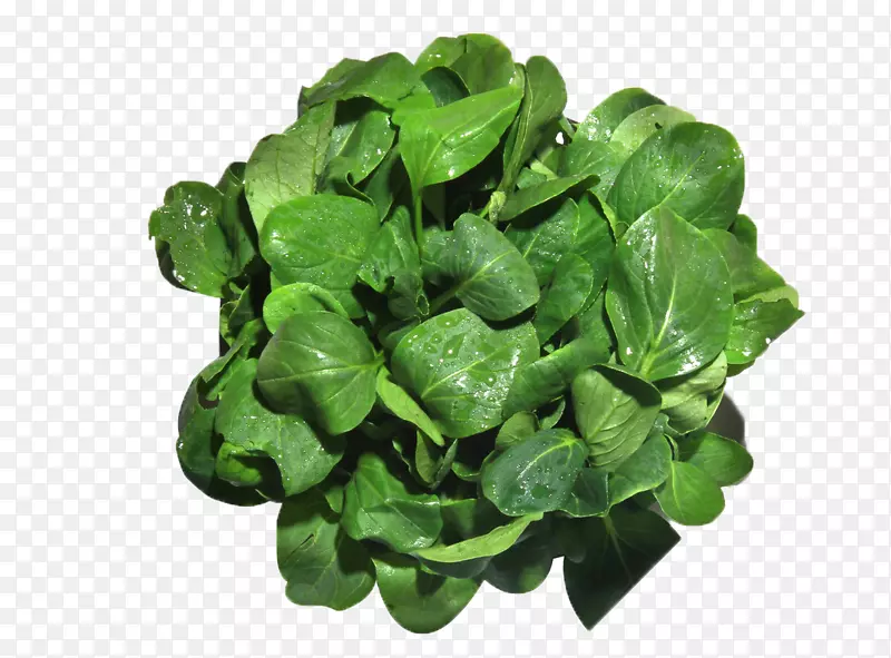 �߲�ũҵ���ײ�Ӫ��ʳƷ-�߲�-������