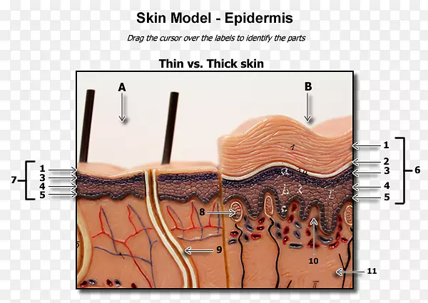 ����Ƥ��������ָ����Ƥ��ģ��-������