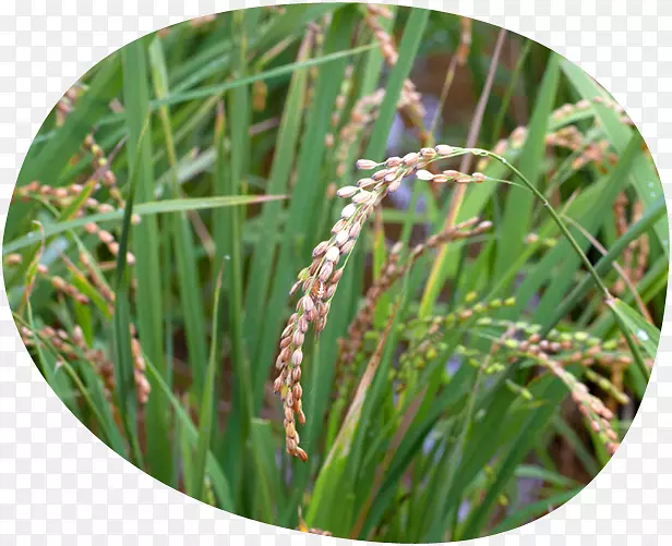 ���ֲ�ﾥ-ֲ��-������