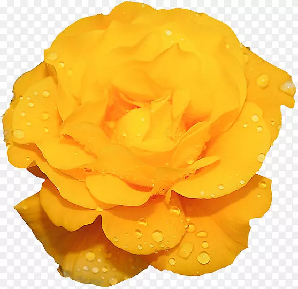 ����������԰õ�������-��-������