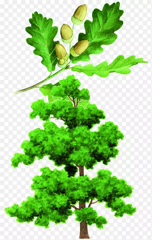 Ӣ����������-������