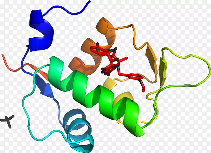 ֱ�ߵ����ﶯ���������-������