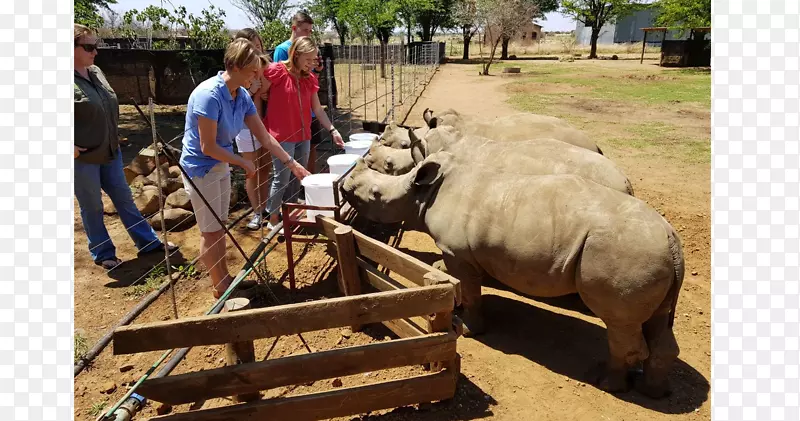 ţ��-�¿���˹Ұ����������-������