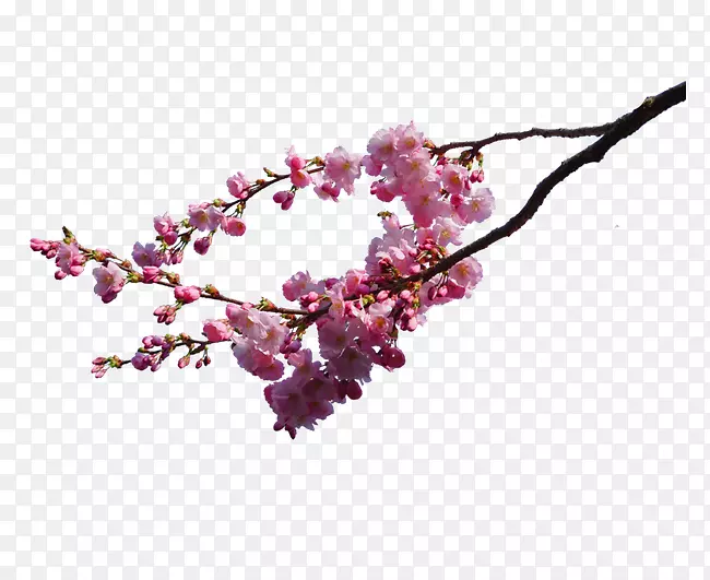 ӣ������-��֦�뿪������-������