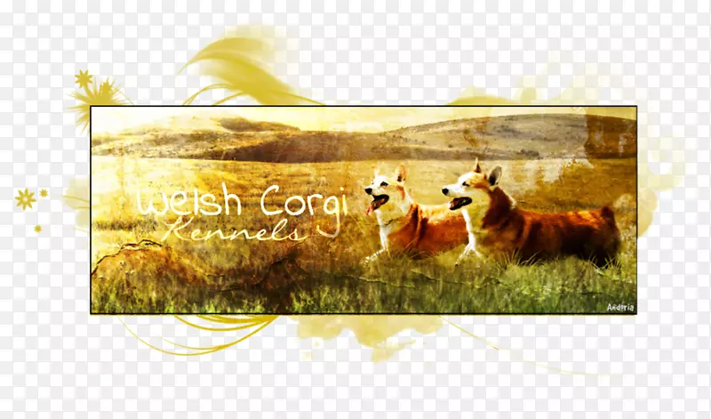 �����Ӱ���Ұ������-������