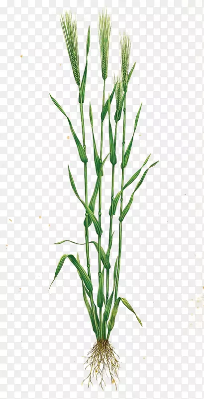 �������ͼ��-������