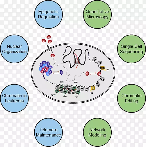 Ⱦɫ���о��л���������ΪȾɫ��-������