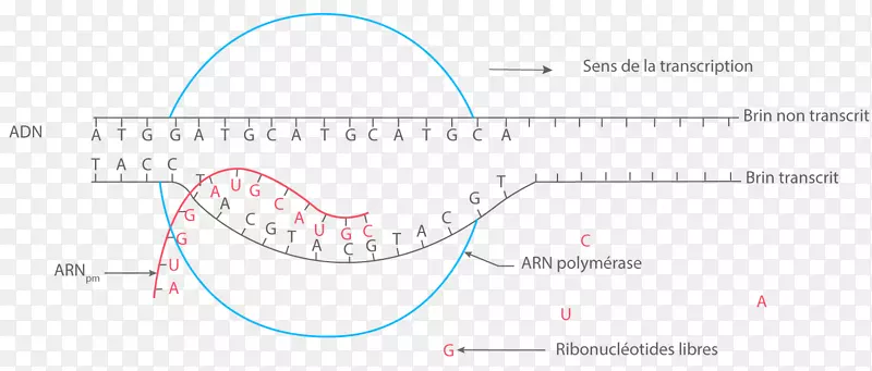 ֱ�߽Ƕ���������-������