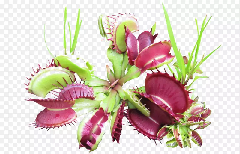 ��������л�����ֲ��.���-������