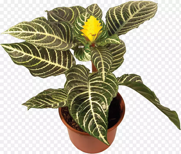 ����-ֲ������ֲ�ﻨ��-ֲ��-������