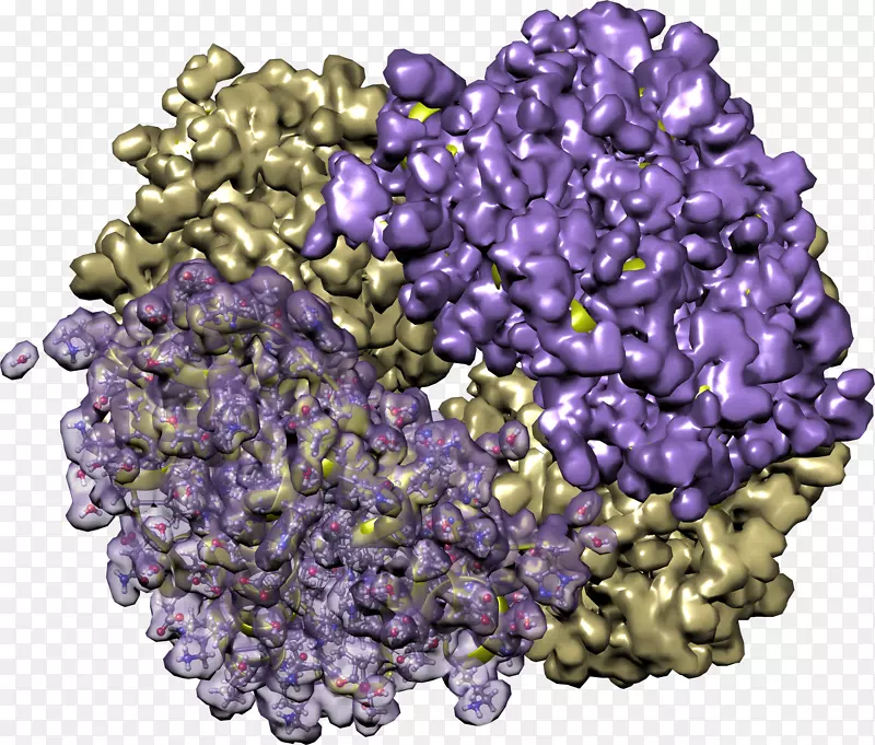 ����ʳ��-������