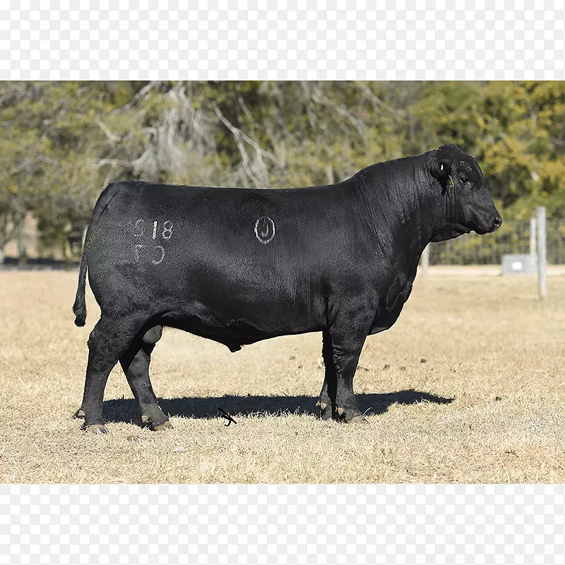 ����˹ţ�����︣��ţ��������ţ-����˹ţ-������