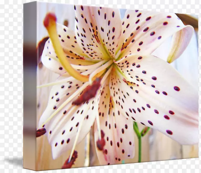 �ϰٺ�m-�װٺ�-������