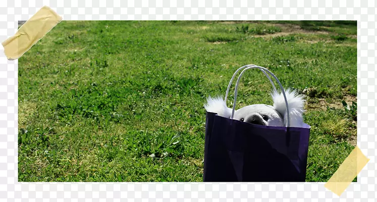 ��ƺ�ݵ�ݿ�-������