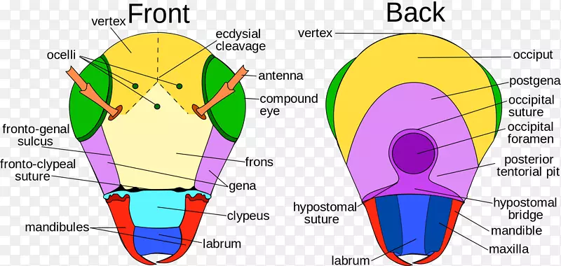 ������̬-������