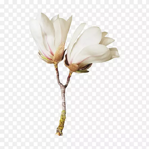 ���ܲ��ͼ�����-��-������