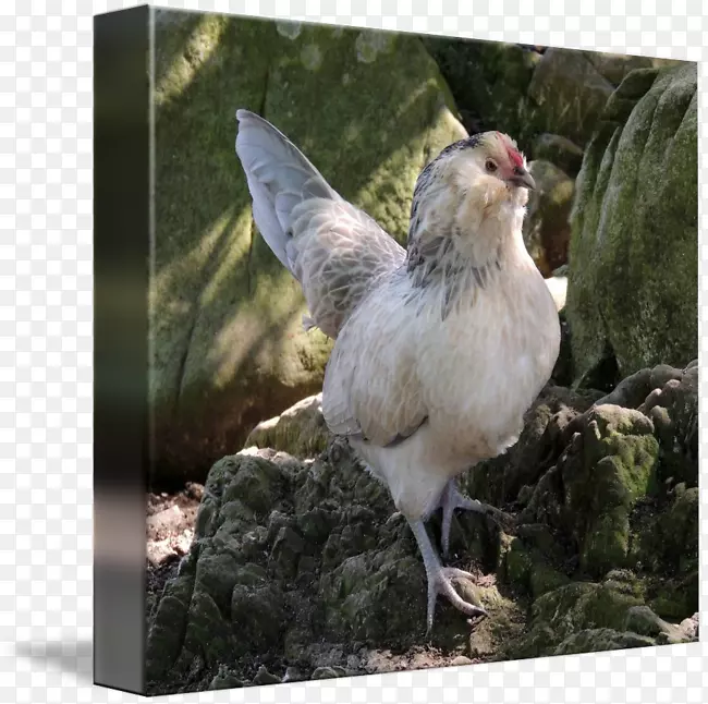 ��������Ⱥ���ë-������