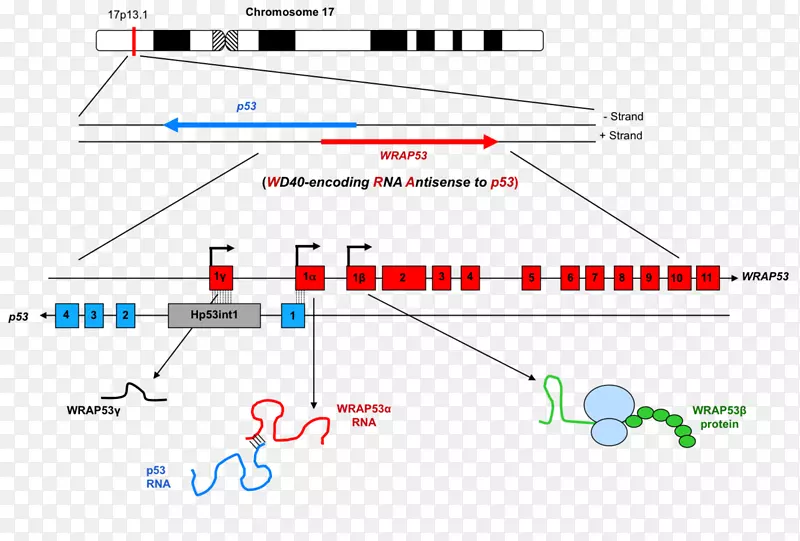 ��װ53���������ӷ���RNA�����Լ�ή��֢-������