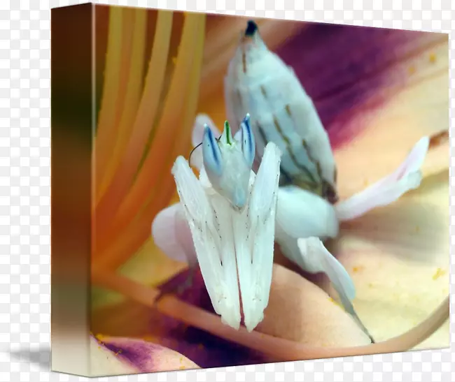 �����������-������